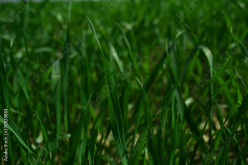 spring grass in the field and blue sky