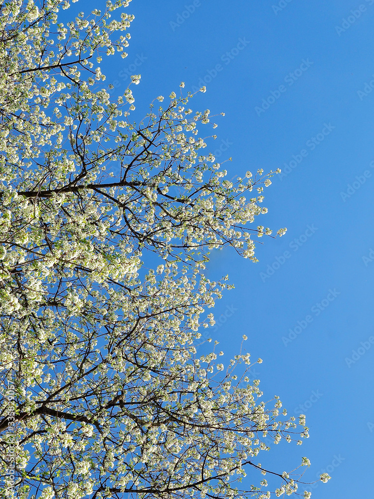 White blooming tree in front of blue sky in spring White blooming tree in front of blue sky in spring
