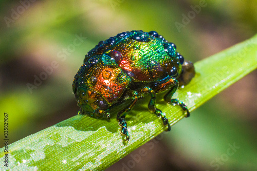 Wet Beetle. Macro world. Fauna and flora.