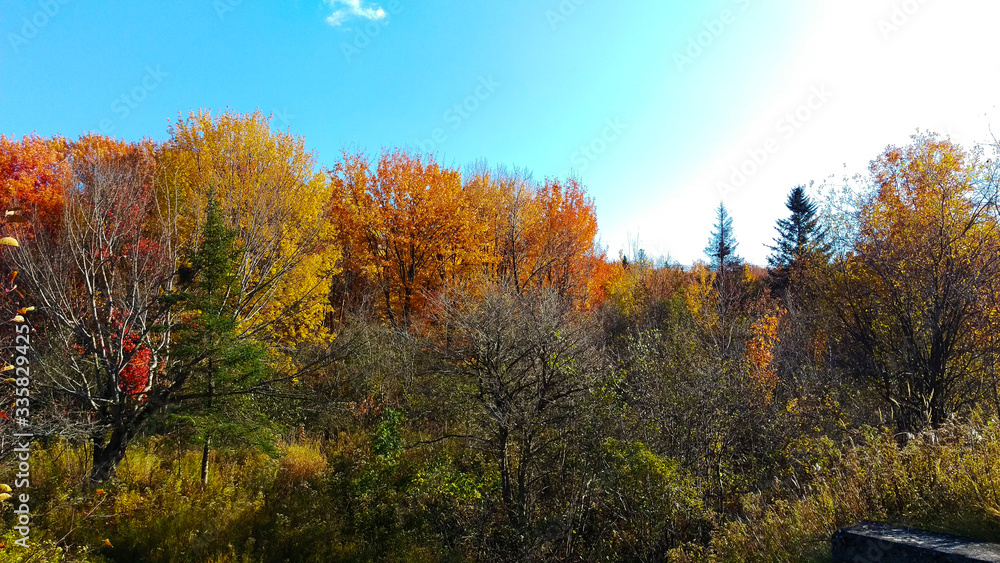 Fototapeta premium View of a lot of colorful trees from the exterior of a forest during a beautiful day of autumn in Canada.