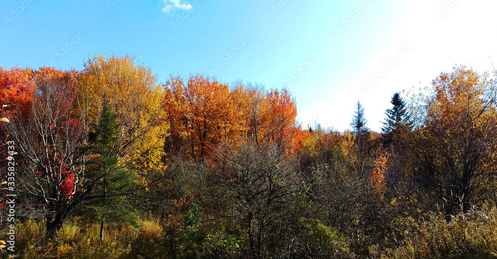 Fototapeta premium Bright view of a lot of colorful trees from the exterior of a forest during a beautiful day of autumn in Canada.