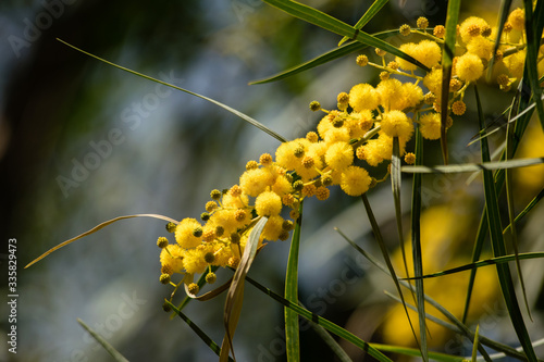 Blossoming of mimosa tree (Acacia pycnantha,  golden wattle) close up in spring, bright yellow flowers, coojong, golden wreath wattle, orange wattle, blue-leafed wattle, acacia saligna photo