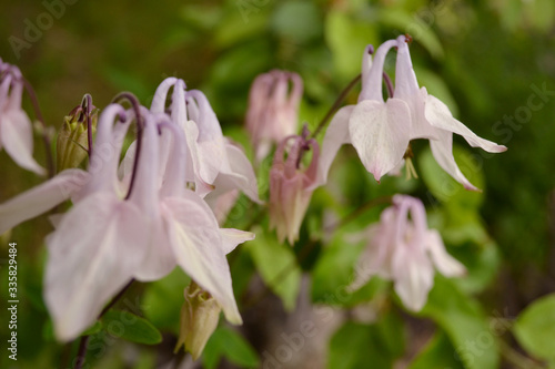 aquilegia flower