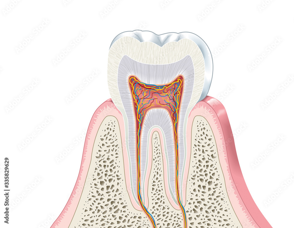 Tooth anatomy, medically accurate illustration Tooth anatomy, medically accurate illustration
