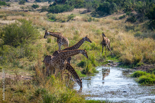 Group of Giraffes drinking in waterhole in Kruger National park  South Africa   Specie Giraffa camelopardalis family of Giraffidae