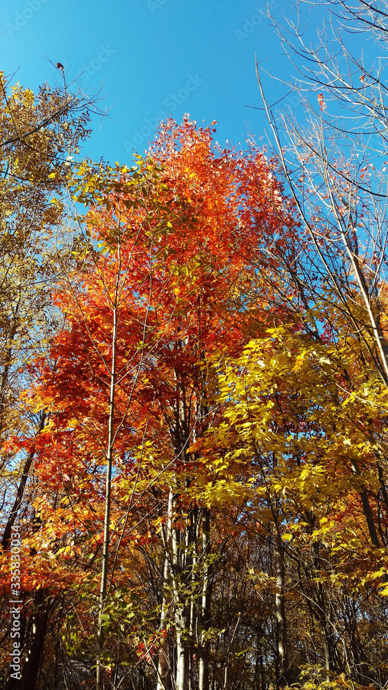 Orange and yellow trees from a peaceful Canadian forest during a beautiful sunny day of autumn 2019.
