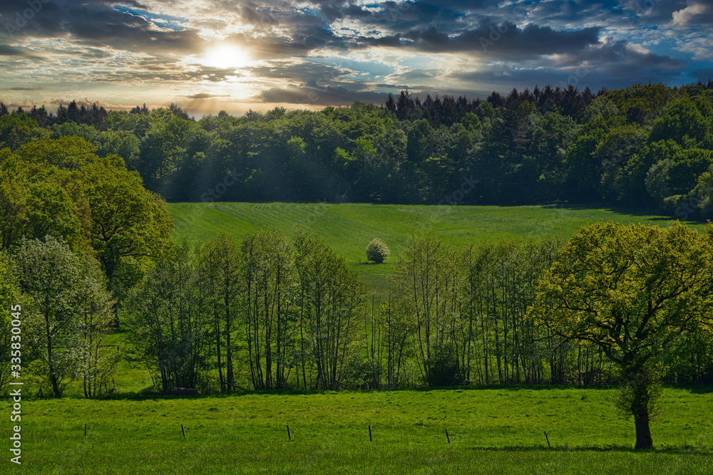 Naklejka premium Landschaft,Hintergrund,Wiese,Wald,Bäume