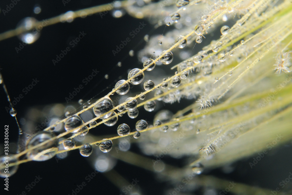 dew on flower dew on flower