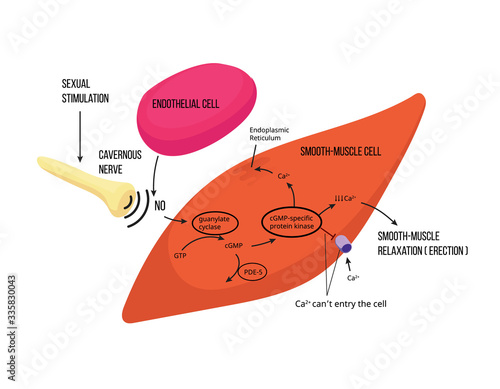 Mechanism of male erection. Male erectile function mechanism