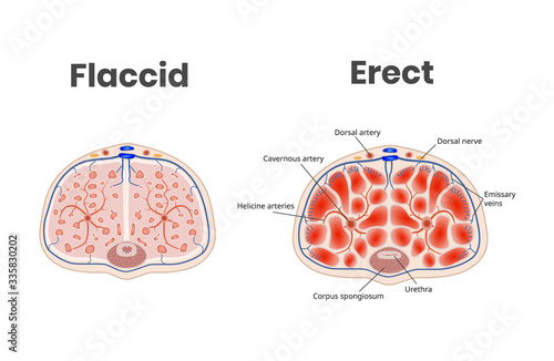 Foto Flaccid and erect penis anatomy