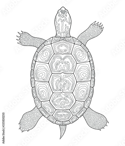 Diamondback Terrapin turtle outline. Black and white vector illustration. Top view, Isolated turtle on white background photo