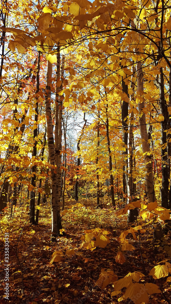 Obraz premium Vertical photo of a lot of yellow leaves from Canadian trees in a peaceful forest.