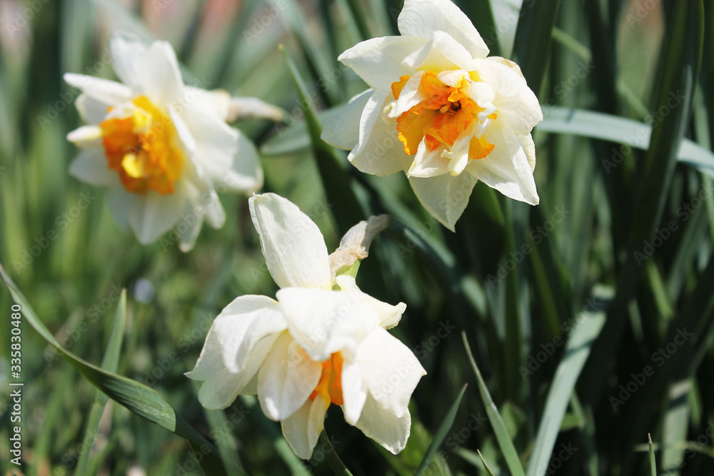 daffodils in the garden daffodils in the garden