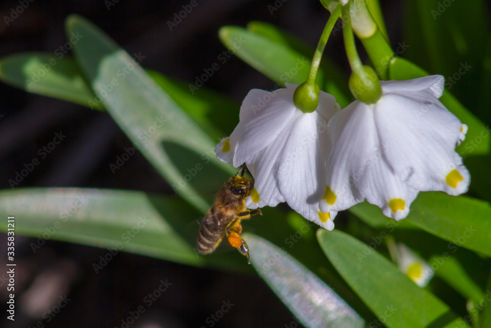 Obraz premium bee on flower