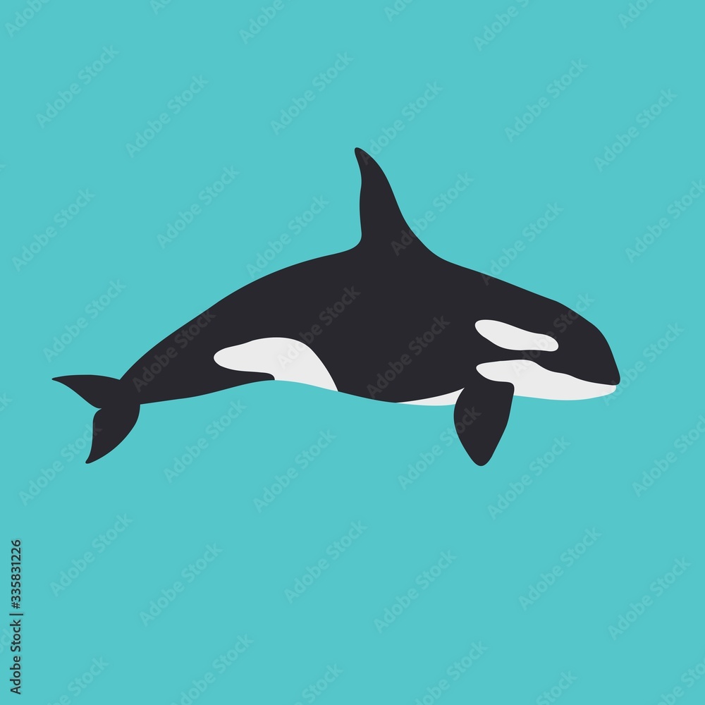 Vector whale killer in water. Flat orca swim. Simple illustration. Vector whale killer in water. Flat orca swim. Simple illustration.