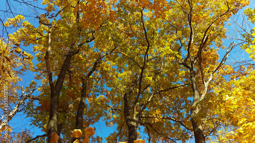Dark-colored leaves of older trees from a Canadian forest with a beautiful blue sky in the background.
