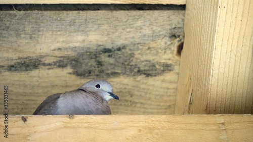 Eurasian collared Dove in the roof construction photo