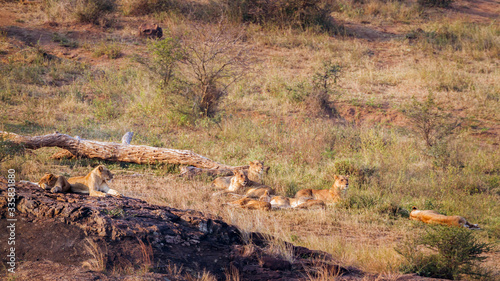 Pride of African lions lying down in Kruger National park, South Africa ; Specie Panthera leo family of Felidae