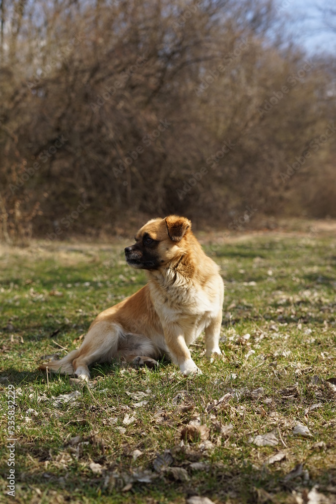 dog and cat