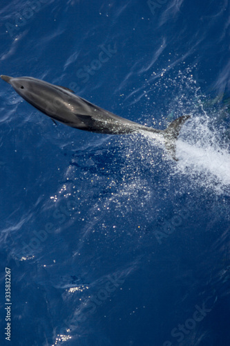 dolphins jump out of the water in front of the ship