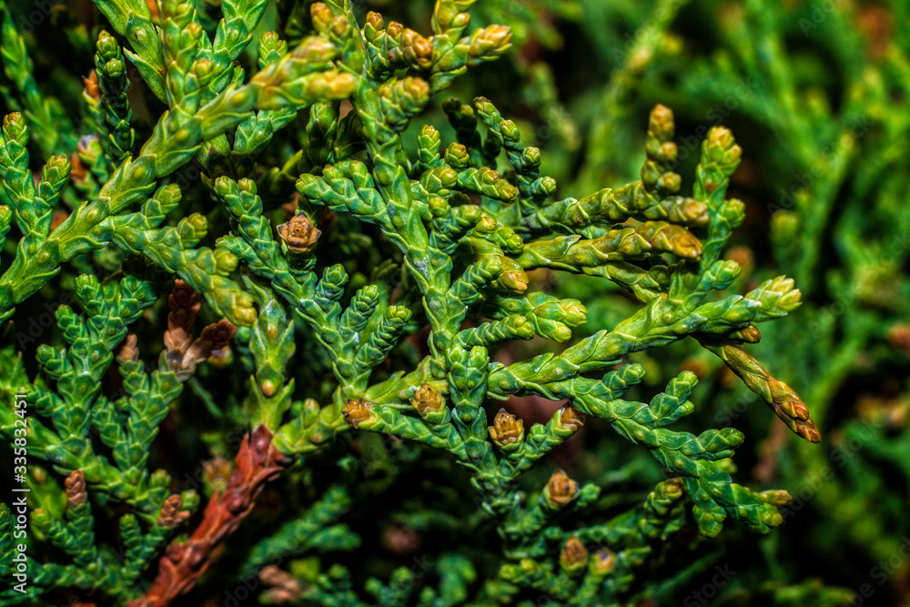 Coniferous tree Thuja. Green stems Coniferous tree Thuja. Green stems