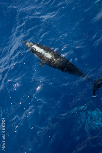 dolphins jump out of the water in front of the ship