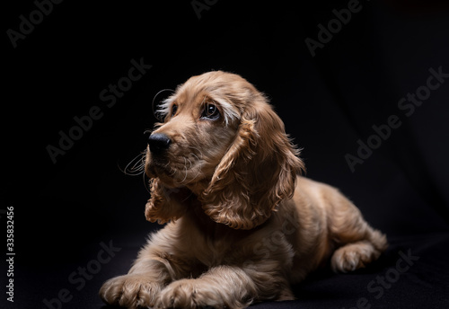 Small puppy English cockerspaniel © antonina46