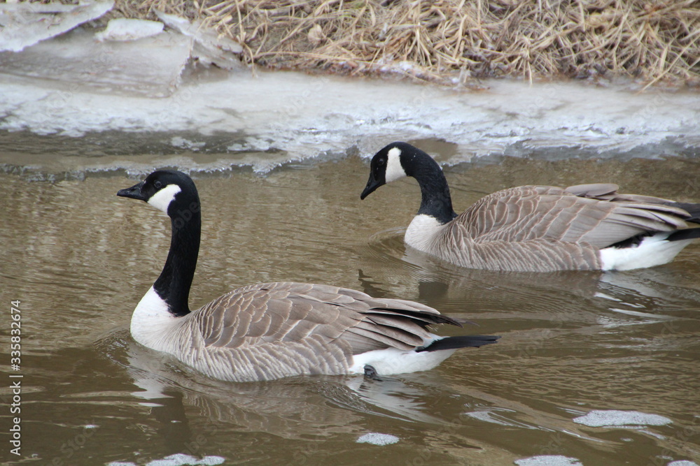 Obraz premium Geese On The Creek, Whitemud Park, Edmonton, Alberta
