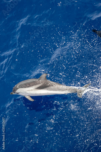 dolphins jump out of the water in front of the ship © Kirk