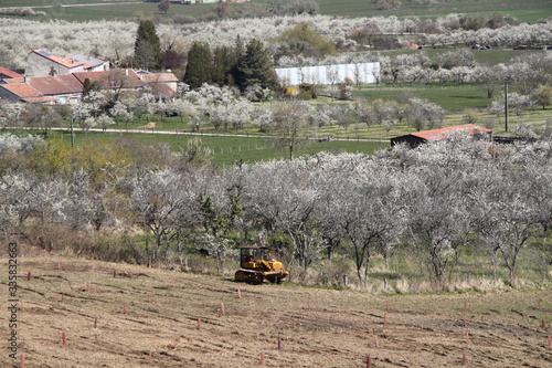 Mirabelle plums orchard flowering trees during springtime photo