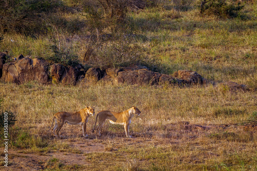 Two African lioness on the move in Kruger National park, South Africa ; Specie Panthera leo family of Felidae