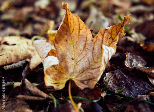 Autumn leaf fall