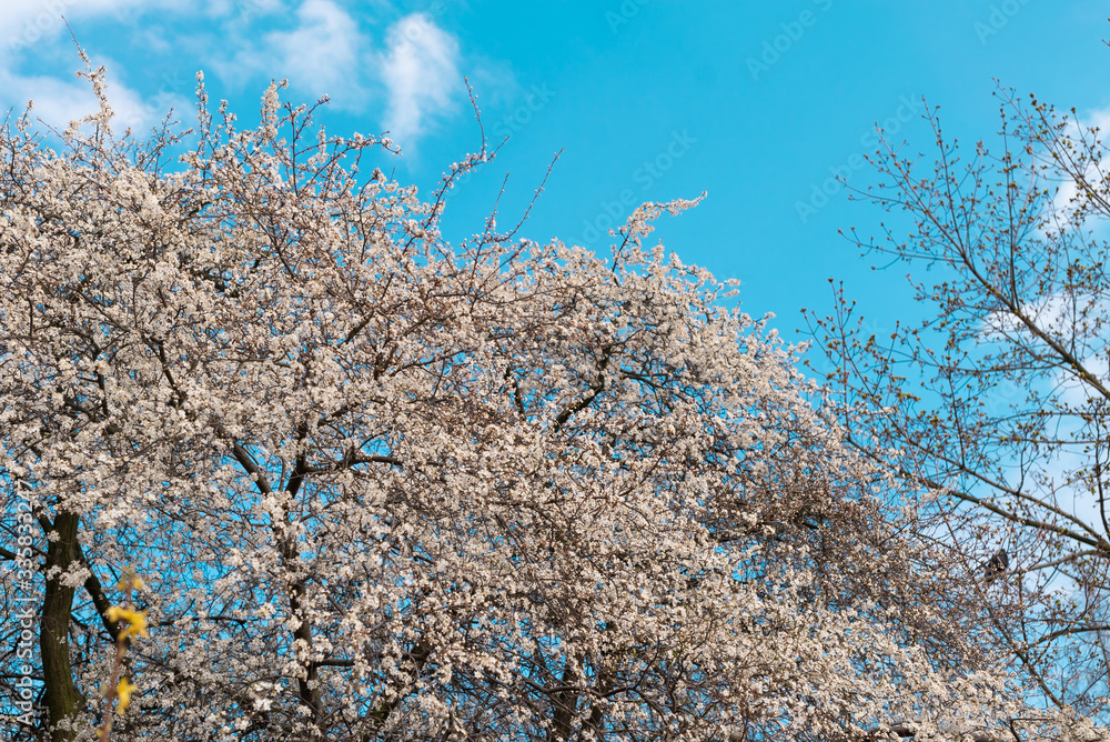 Spring flowers against blue background Spring flowers against blue background