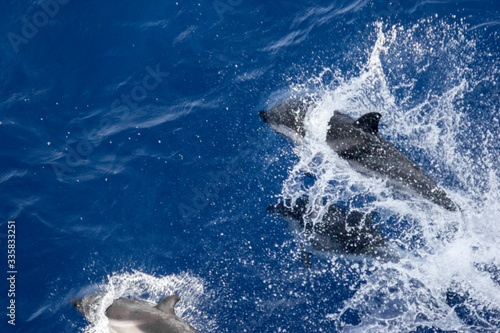 Wallpaper Mural dolphins jump out of the water in front of the ship Torontodigital.ca