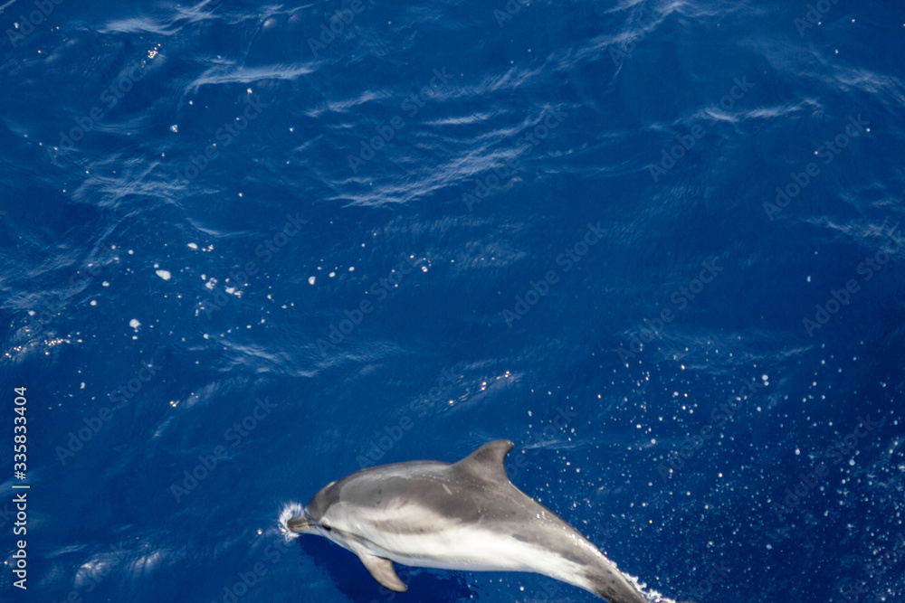 Obraz premium dolphins jump out of the water in front of the ship