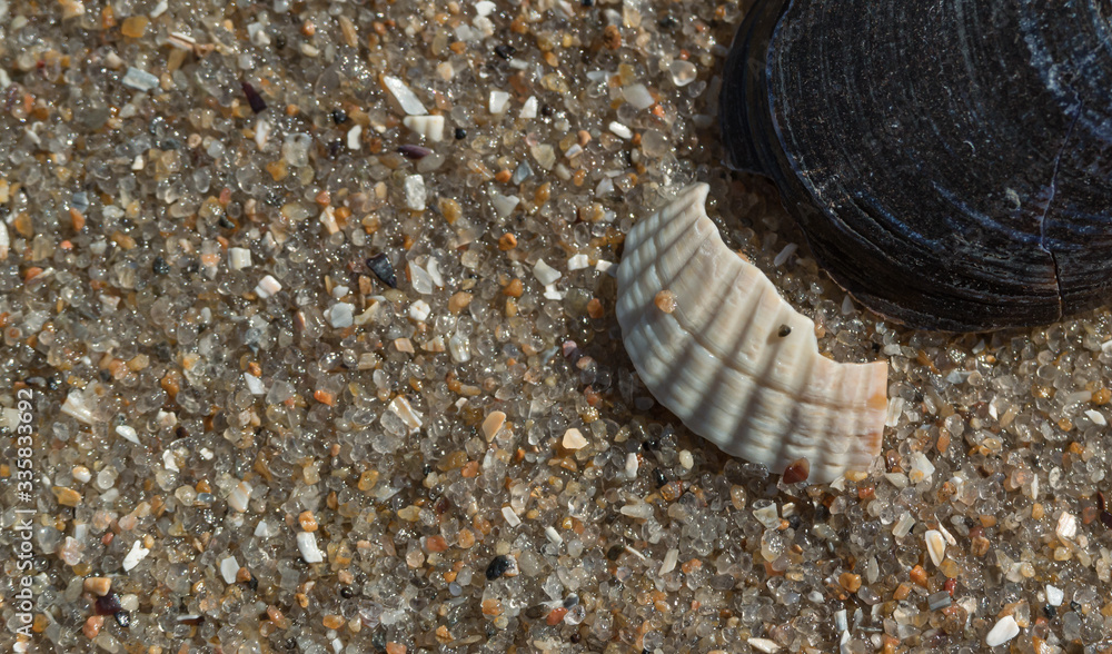 seashells on the Adriatic coast, macro, there is a place for text seashells on the Adriatic coast, macro, there is a place for text