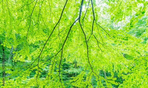 Fresh green leaves