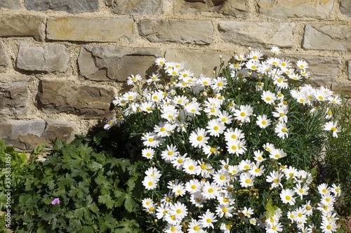 Les marguerites photo