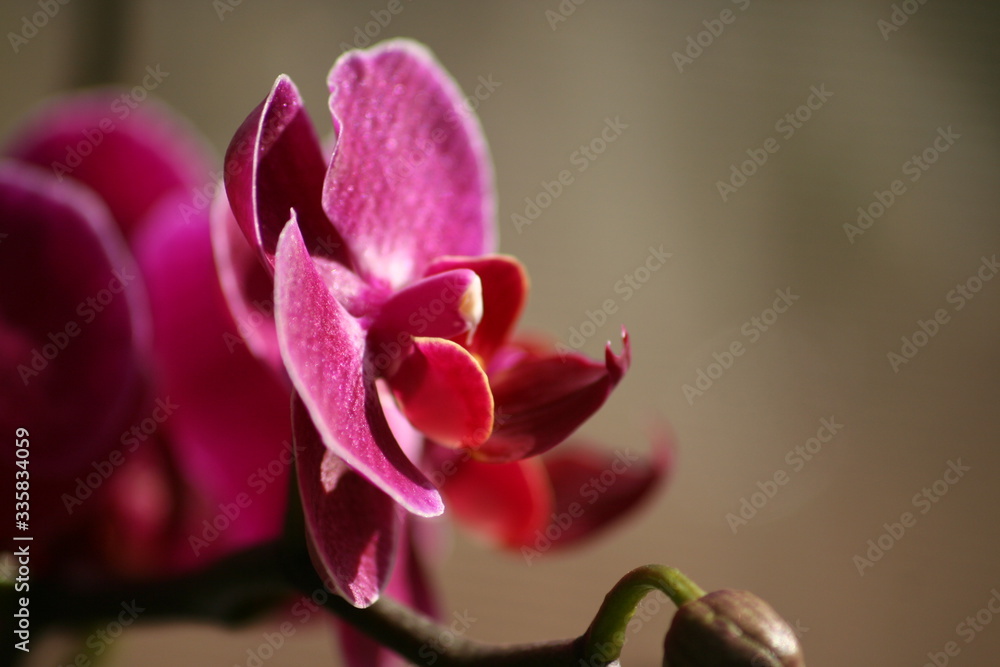 Orchidee Orchidee
