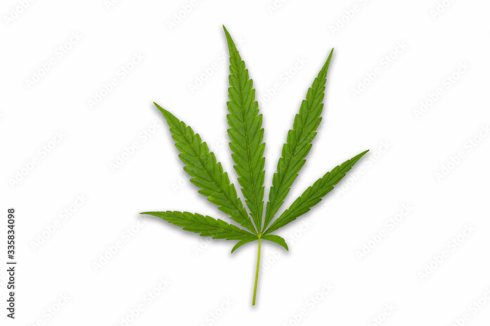 cannabis leaf isolated on white cannabis leaf isolated on white