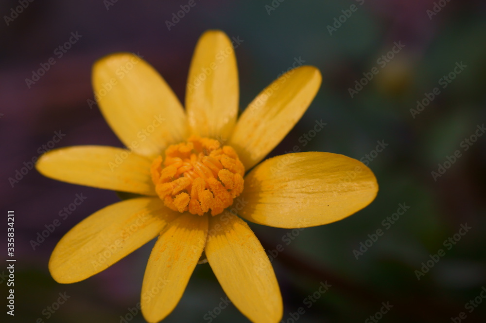 yellow flower closeup yellow flower closeup
