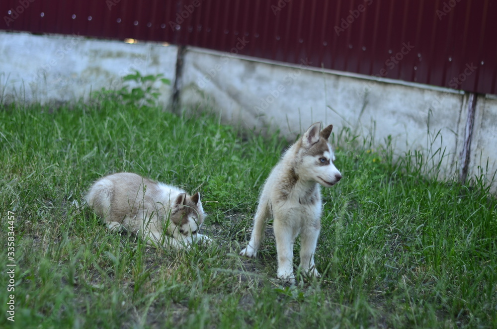 
blue-eyed siberian husky puppies of copper color
