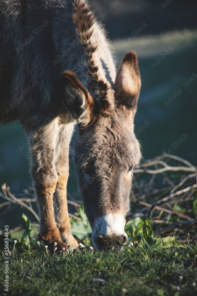 Sweet female donkey grazing fresh grass in a big hilly meadow in the countryside, with her head down low between her front legs. Slightly faded colors. Vertical cut. Sweet female donkey grazing fresh grass in a big hilly meadow in the countryside, with her head down low between her front legs. Slightly faded colors. Vertical cut.