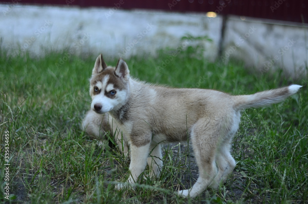 
blue-eyed siberian husky puppies of copper color