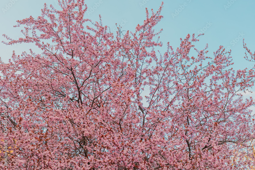 Beautiful trees with Pink Flowers, Blooming Branches full of pink Flowers.