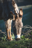Sweet female donkey grazing fresh grass in a big hilly meadow in the countryside, with her head down low between her front legs. Slightly faded colors. Vertical cut.