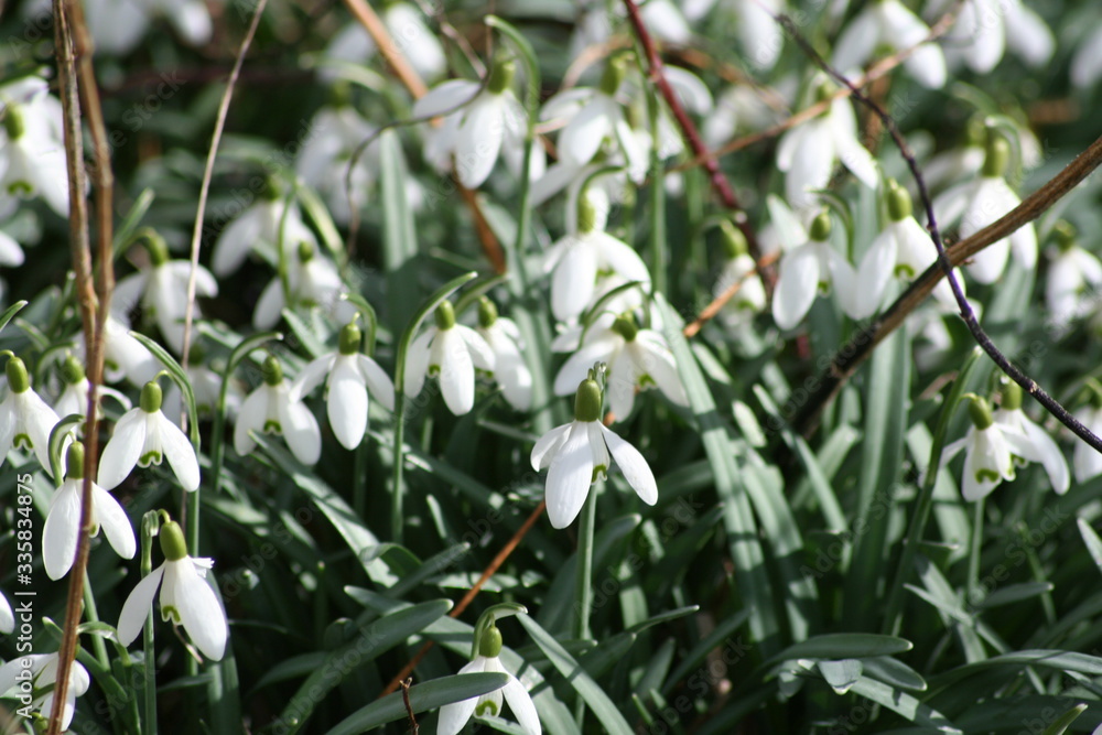 Obraz premium Blume