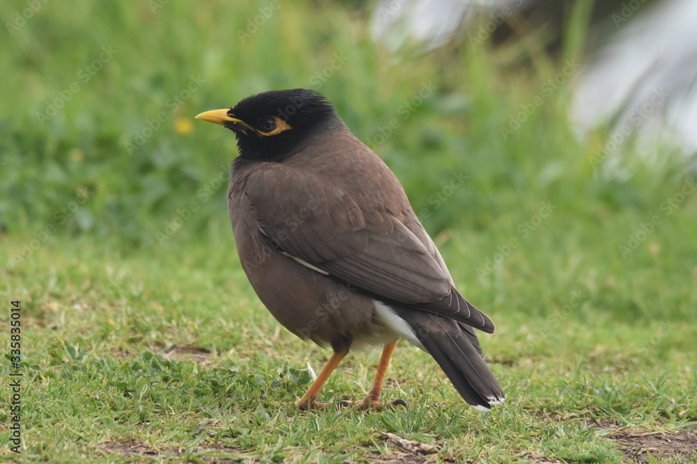 Common Myna Common Myna