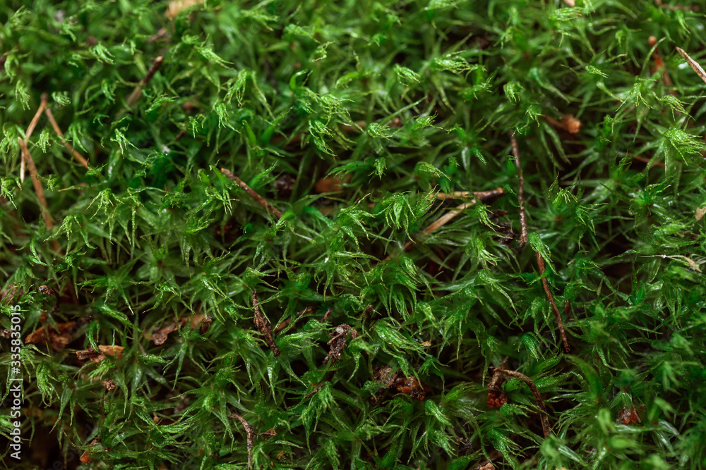 field, summer, scandinavia, nordic, wetland, light, garden, macro, outdoor, wet, moss, texture, textured, pattern, mossy, environment, growth, surface, flora, fresh, plant, background, field, summer, scandinavia, nordic, wetland, light, garden, macro, outdoor, wet, moss, texture, textured, pattern, mossy, environment, growth, surface, flora, fresh, plant, background,