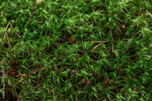 field  summer  scandinavia  nordic  wetland  light  garden  macro  outdoor  wet  moss  texture  textured  pattern  mossy  environment  growth  surface  flora  fresh  plant  background 